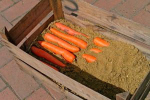 Морковь в ящике с песком
