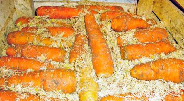 Как хранить морковь зимой в погребе: 8 лучших способов