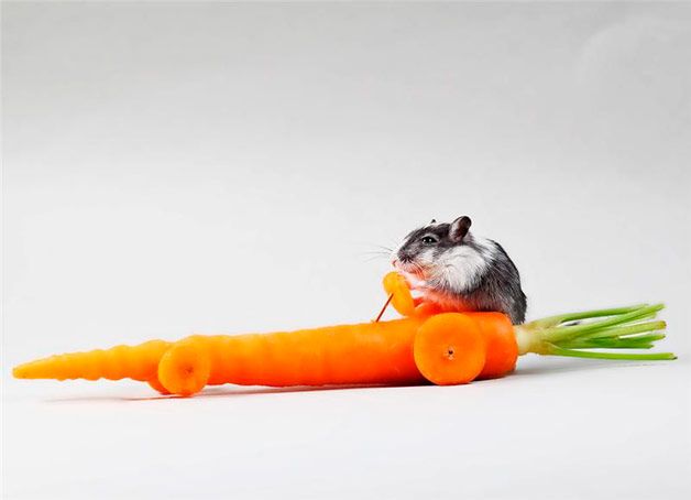 Мышонок на машинке из моркови