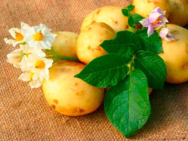 Цветы картошки