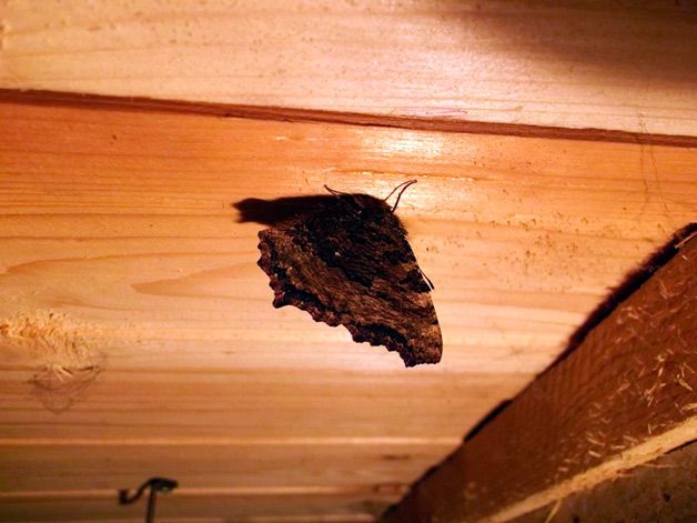 Бабочка на потолке