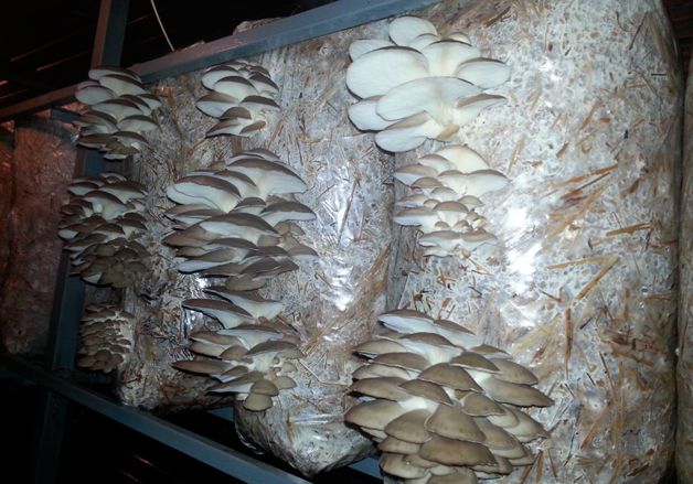 Культивация грибов